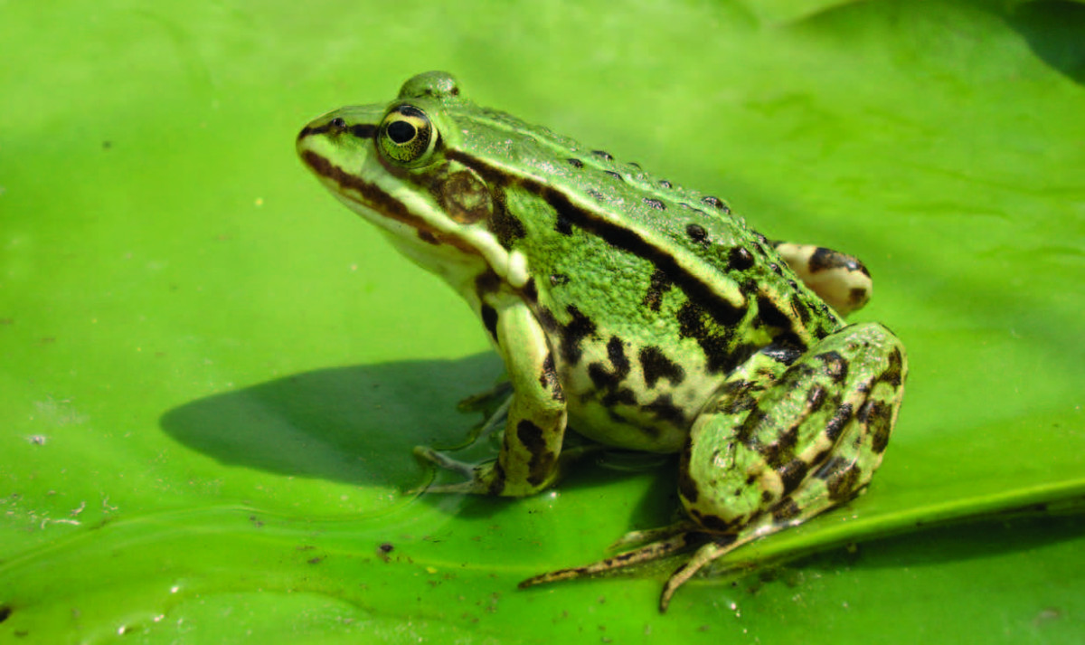 Betonové zábrany/bariéry proti pronikání obojživelníků na komunikaci